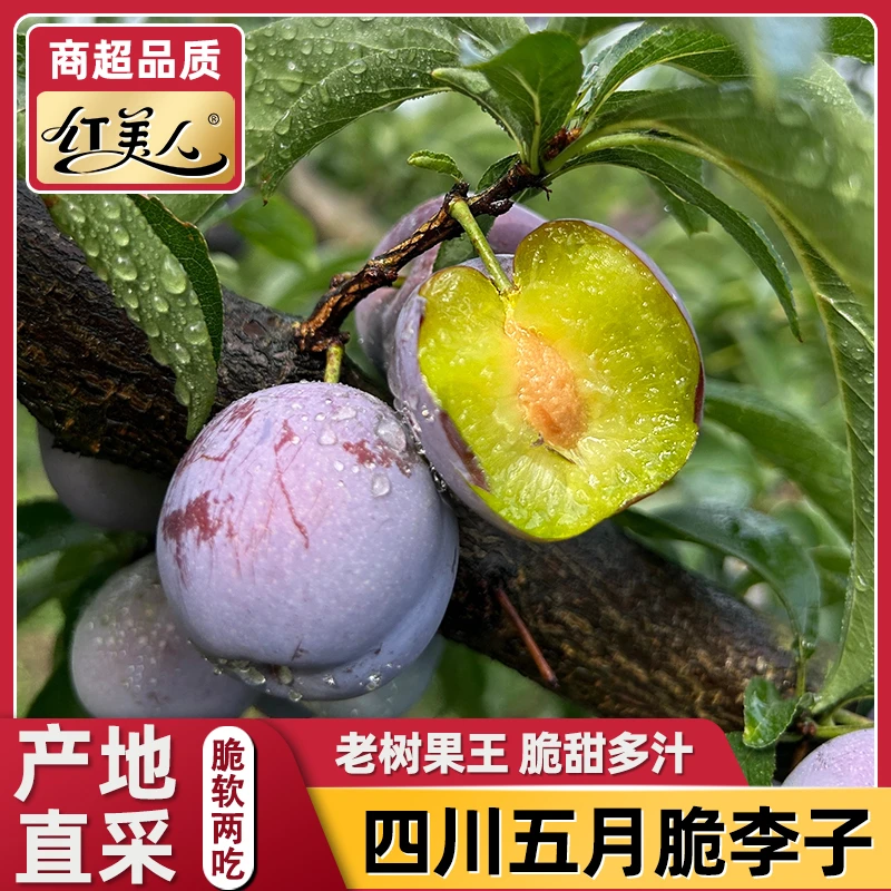 正宗四川现摘头茬五月脆李子青红脆李新鲜当季整箱脆李子
