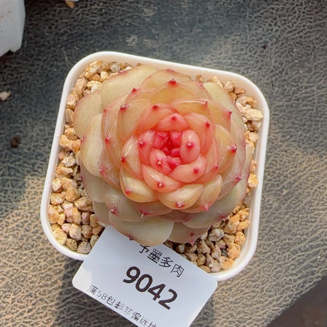 萤火虫，9042多肉植物