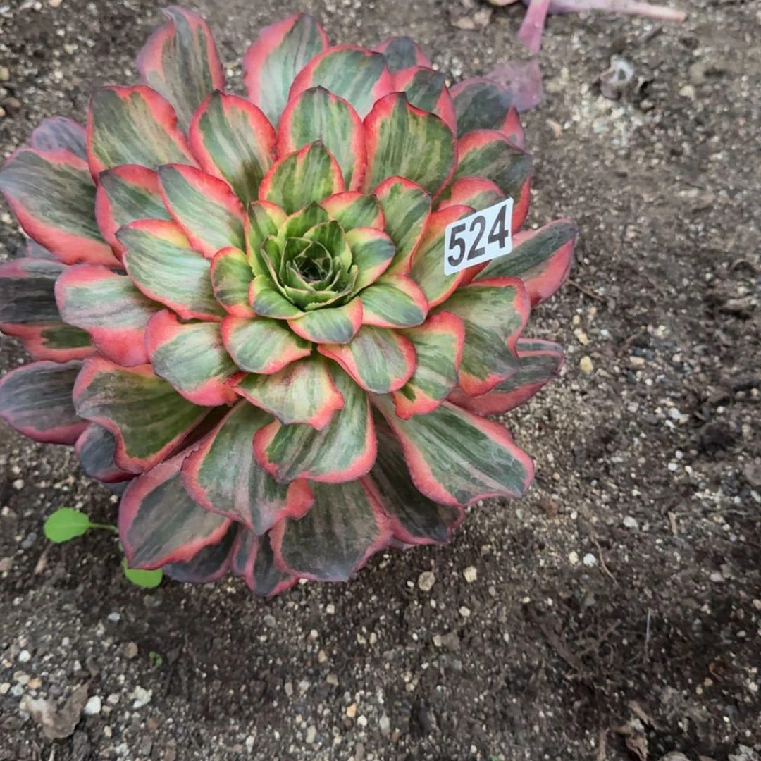 524多肉植物魅金玫瑰锦