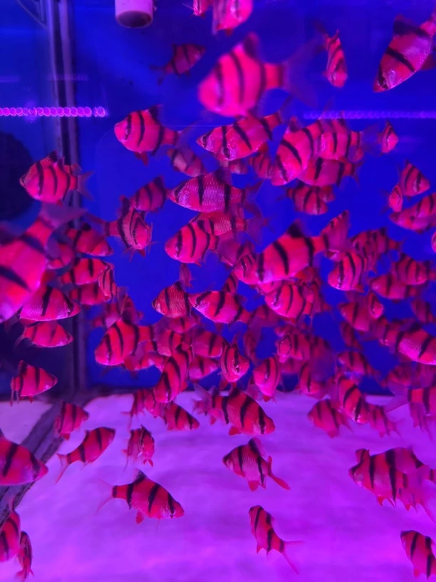 红纹虎皮鱼热带淡水观赏鱼好养耐活适合新手饲养