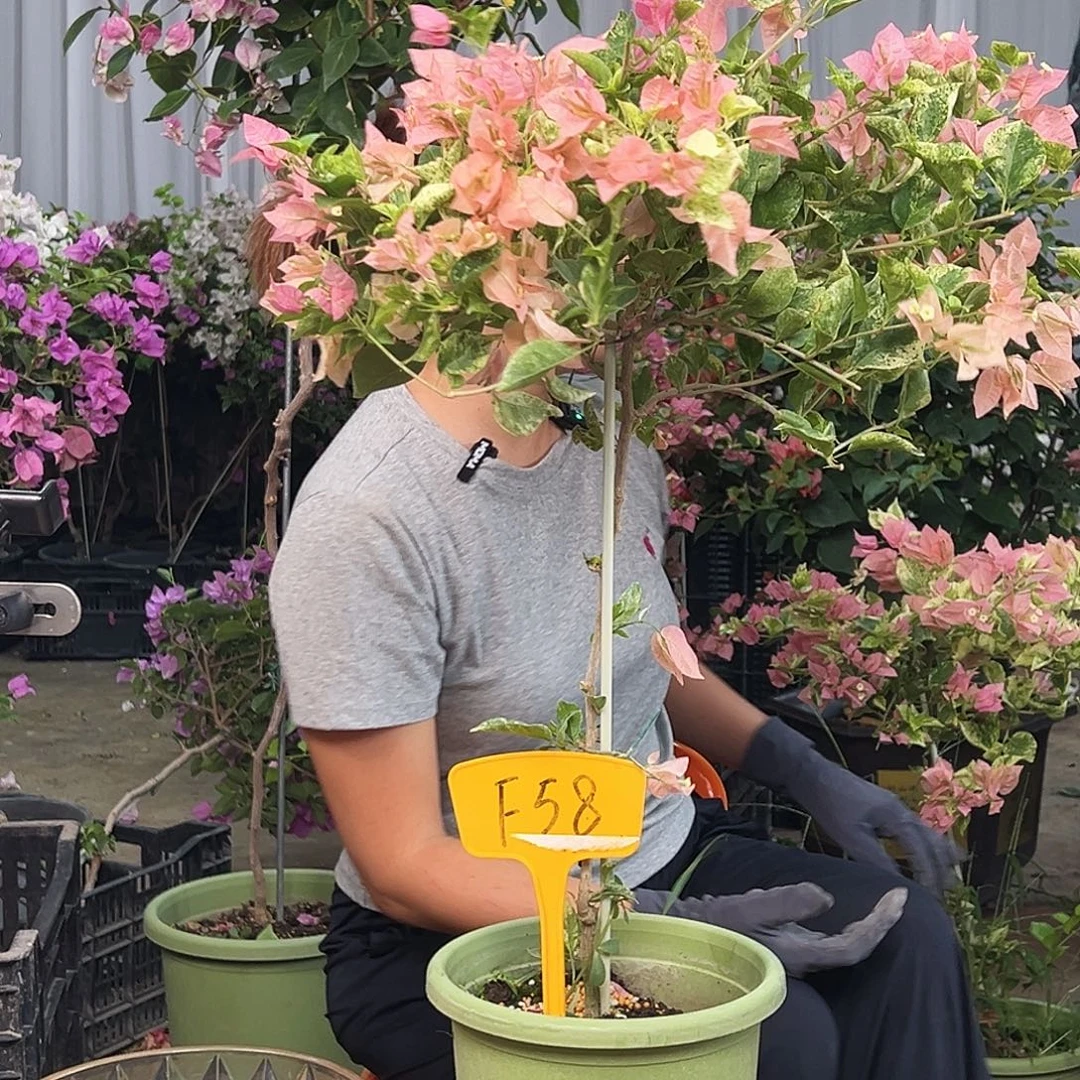 第***感大部分花苞少量开放F58斑叶米罗