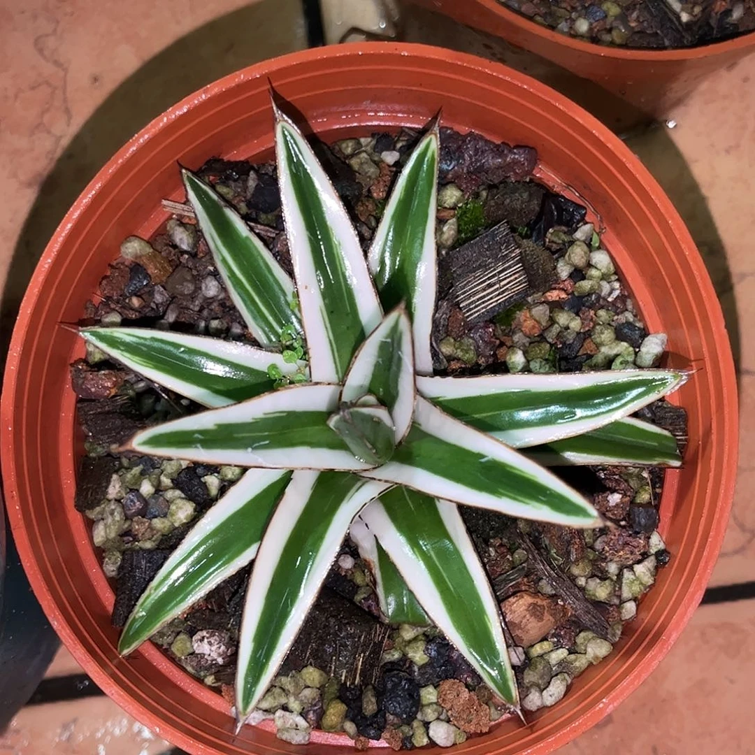 无花朵冰山龙舌兰13888