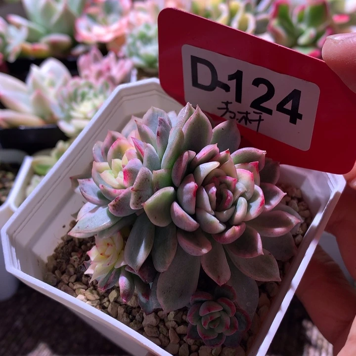 麦秆双头有根有根