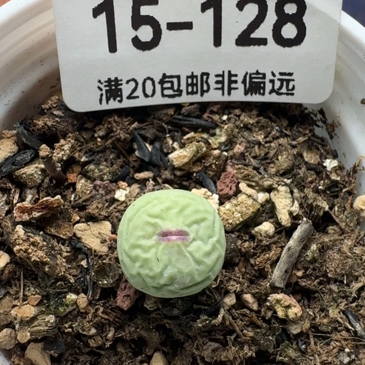 紫皮大红嘴       带盆土