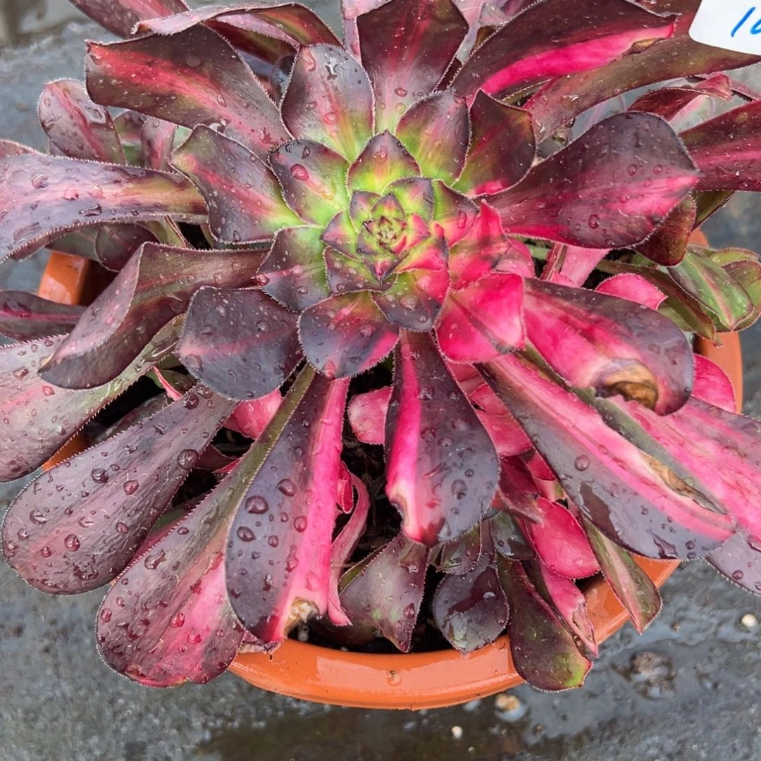 165花蝴蝶无根多肉多肉多肉