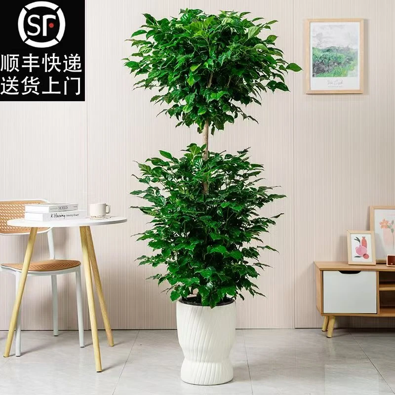 【顺丰快递】【送货上门】1.3-1.5米双层幸福树客厅盆栽绿植室内花卉