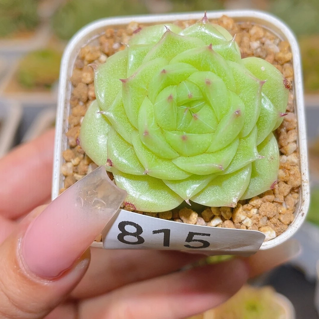 815白银祭司哈哈哈