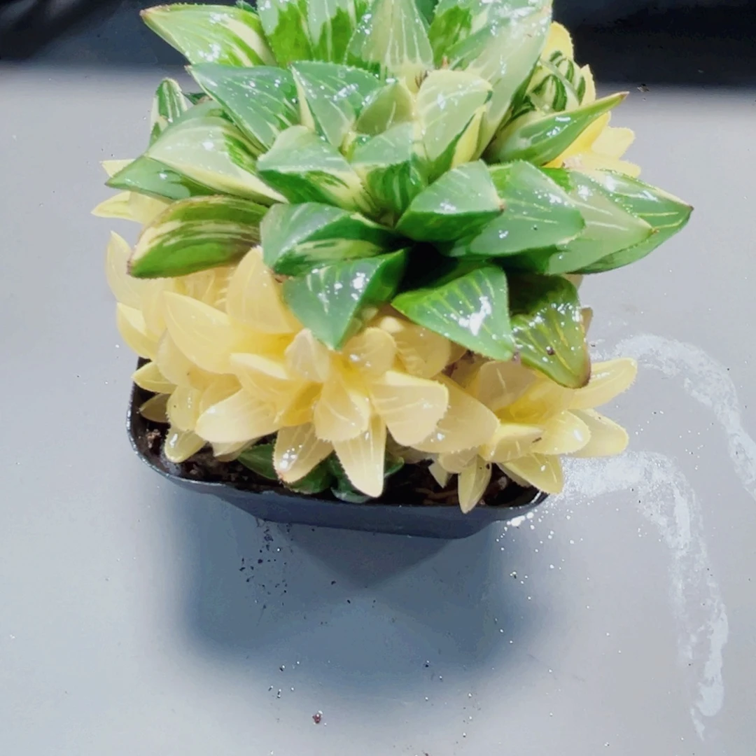 姬寿锦多肉植物66666