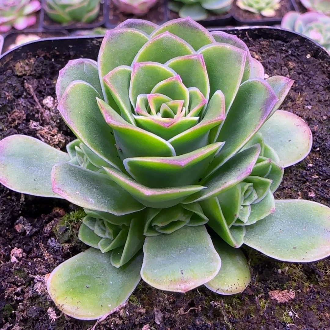 胭脂扣捧花6厘米玫瑰11212424343