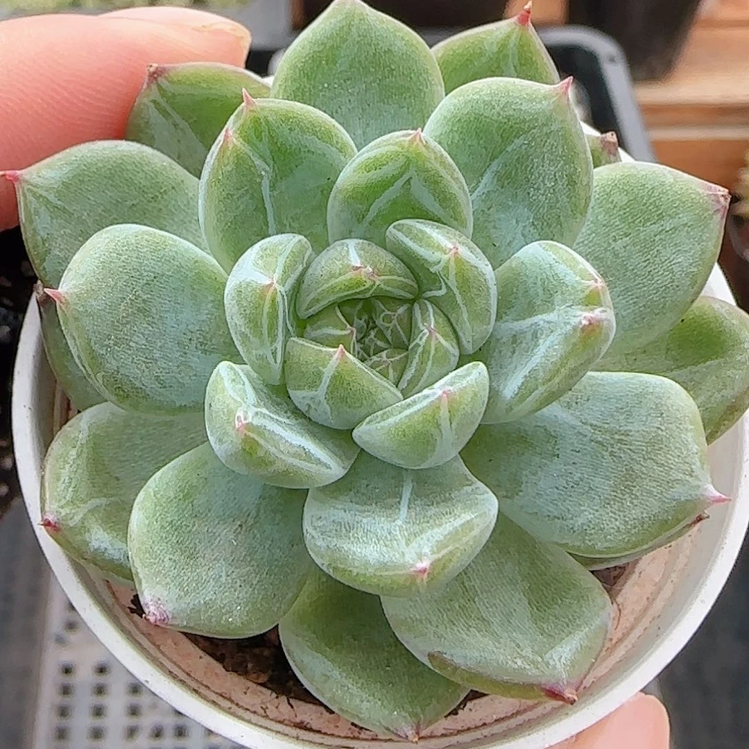 多肉0917--184雪花珍妮