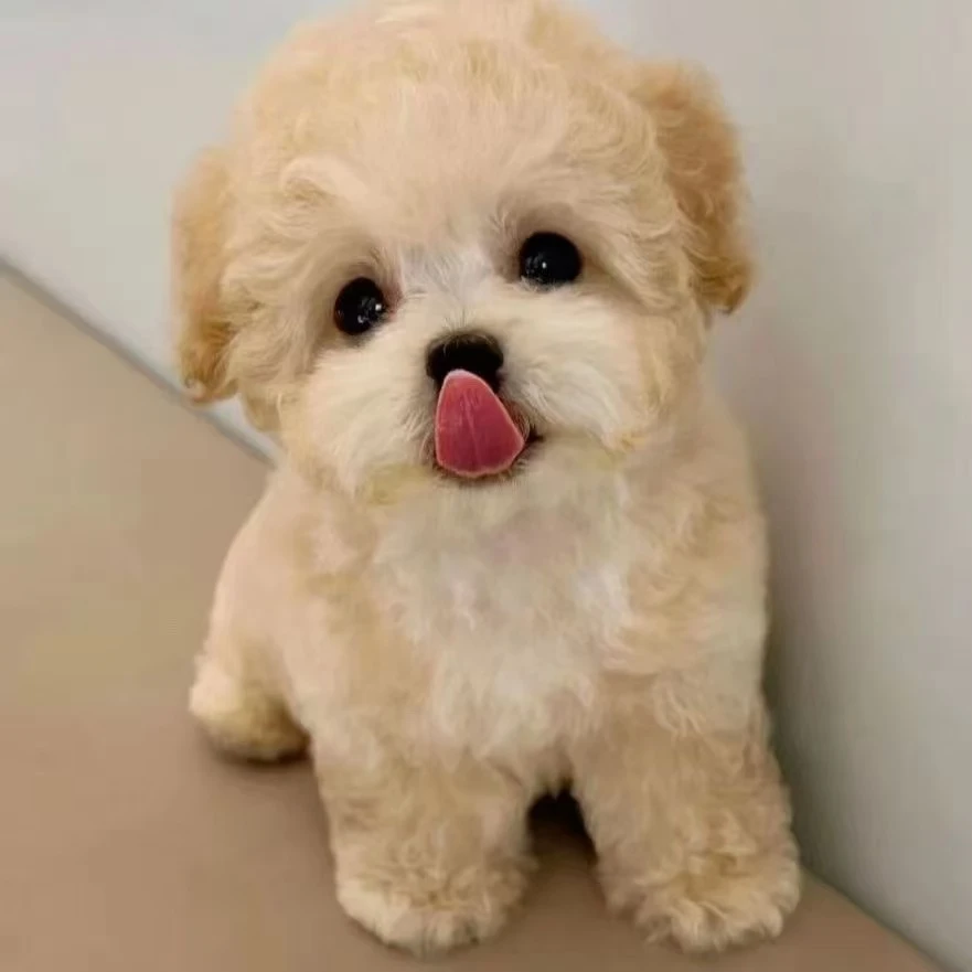 泰迪幼犬灰色泰迪红棕色花泰迪黑泰迪白泰迪贵宾活体宠物不掉毛
