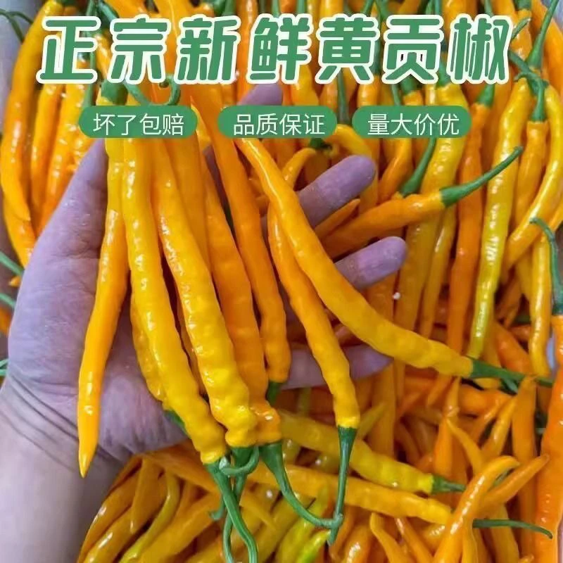 (顺丰包邮)现摘新鲜黄贡椒泡椒辣椒酱产地直发香辣黄辣椒批发