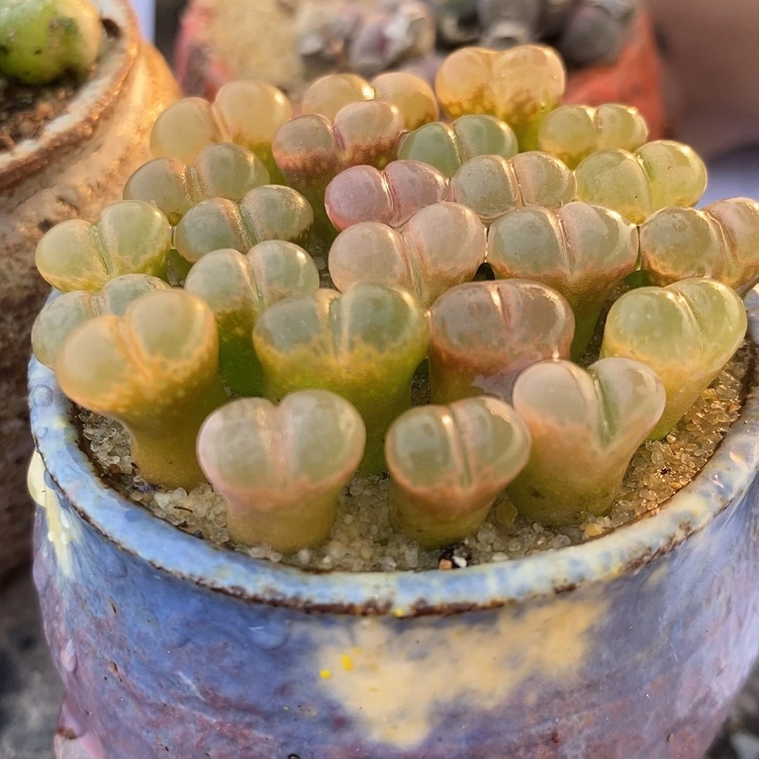 c10杂鲑鱼粉5颗。   。