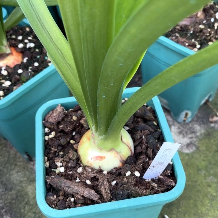 无花朵西瓜酒5.5厘米不带盆