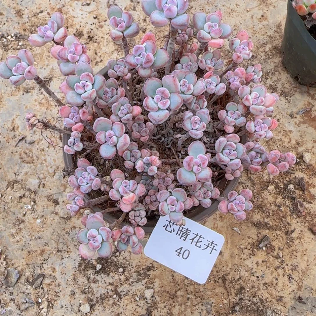 一***柚多肉很小看清楚下单拒绝非品质售后40