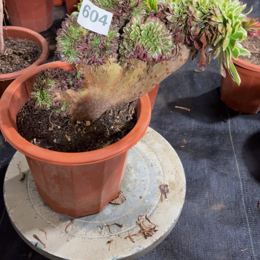 落***幕多肉植物满39包邮604不包损不满39发单头