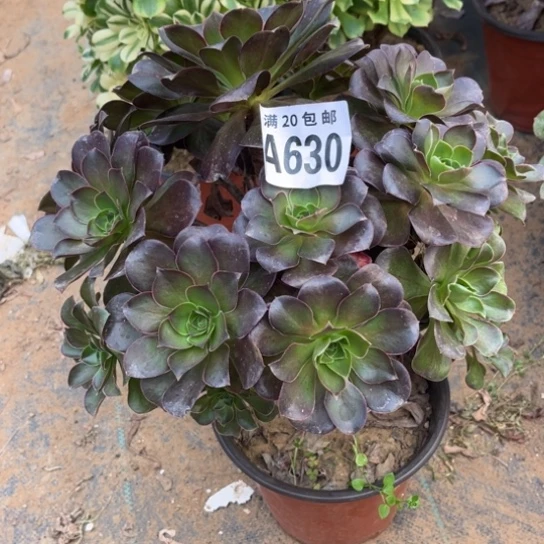 630枚金玫瑰不包断枝