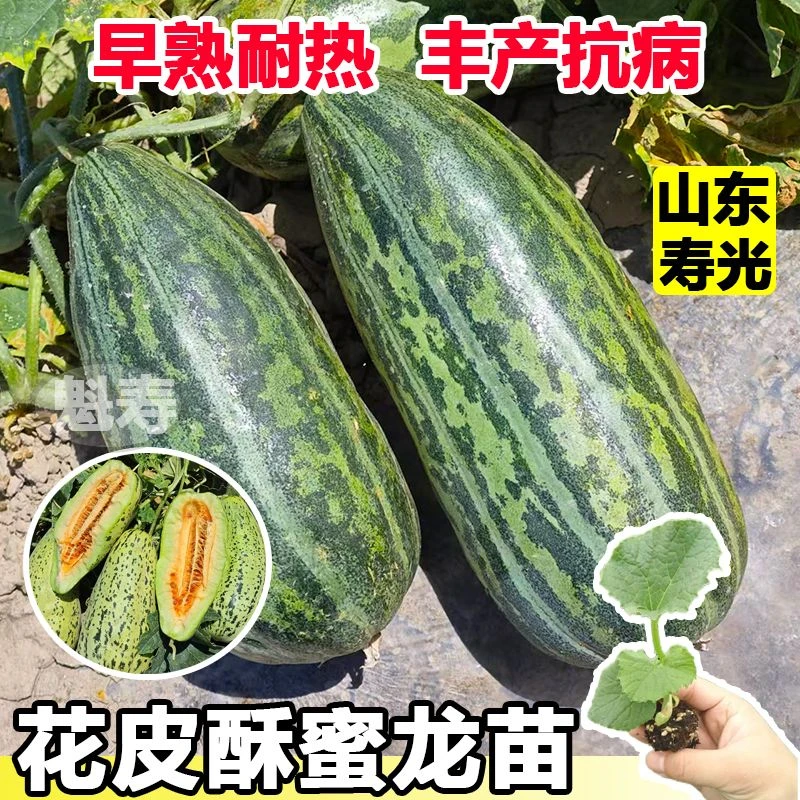 早熟超甜酥蜜龙甜瓜种苗花皮牛角酥脆香甜瓜种籽羊角蜜水果种孑子