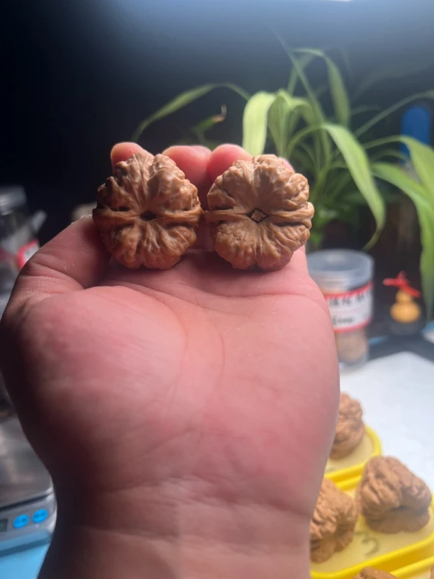 金蝉蛤蟆头文玩核桃