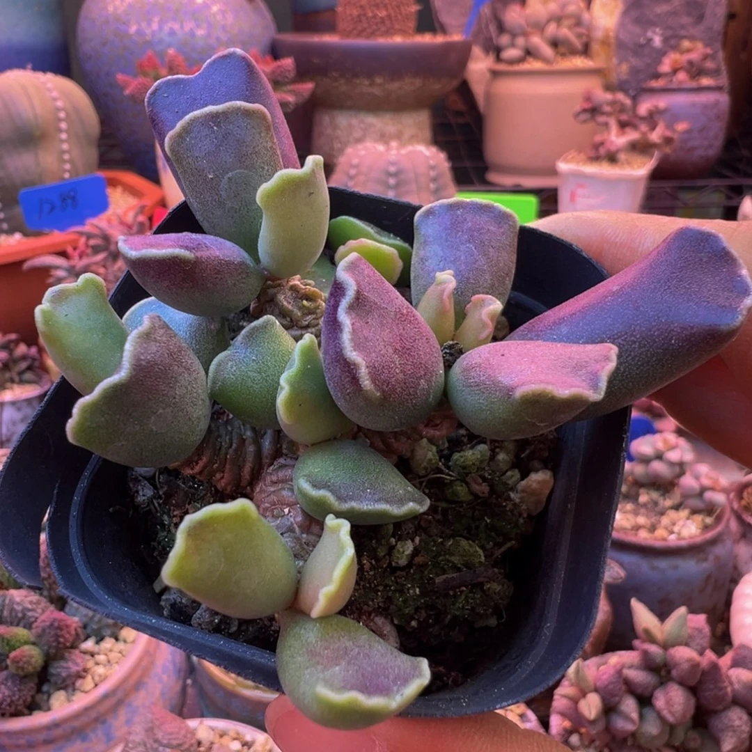 安***.我们都在努力着改变自己和