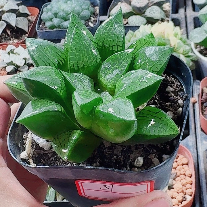 无花朵十二卷实生寿 福利