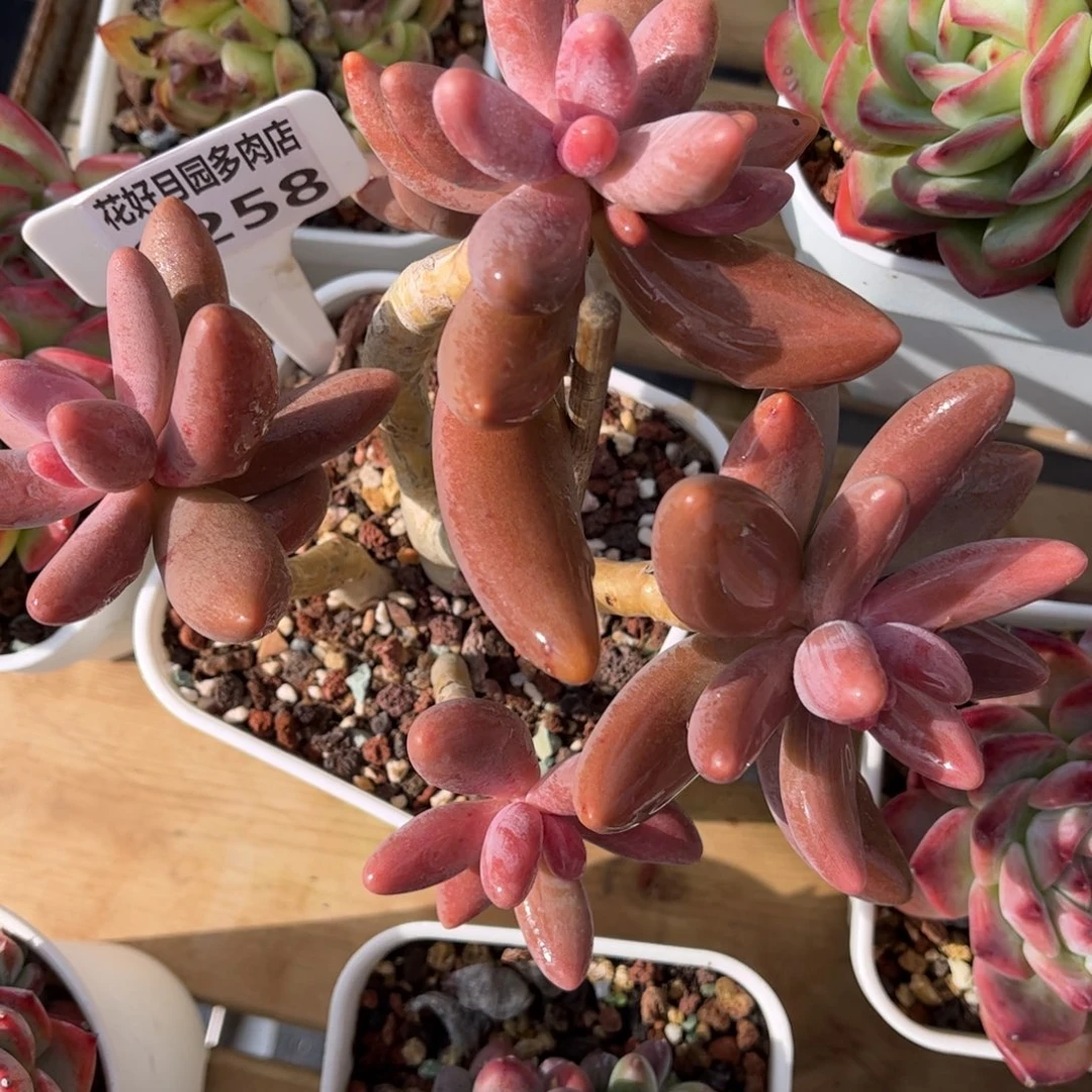 多肉植物0258 满30发货