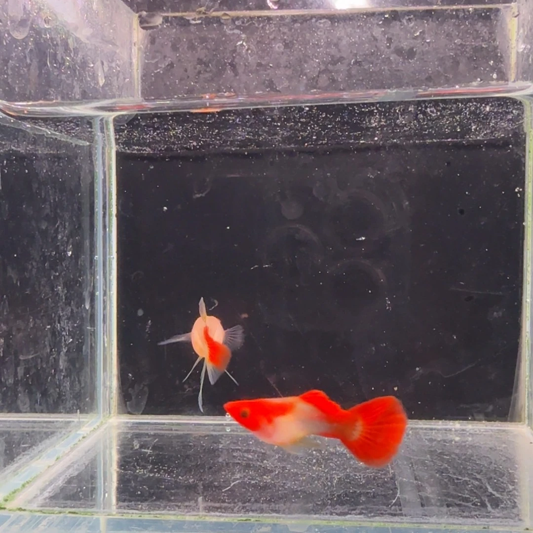 孔雀鱼黄金玻璃猫缎带1对