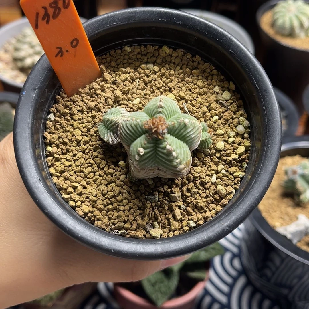 老家五星花笼1111