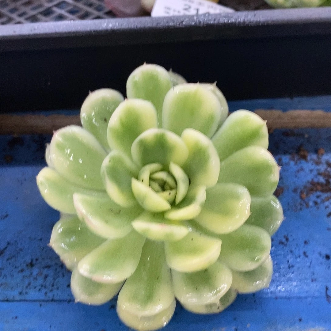 215草莓冰覆轮锦炸多肉植物