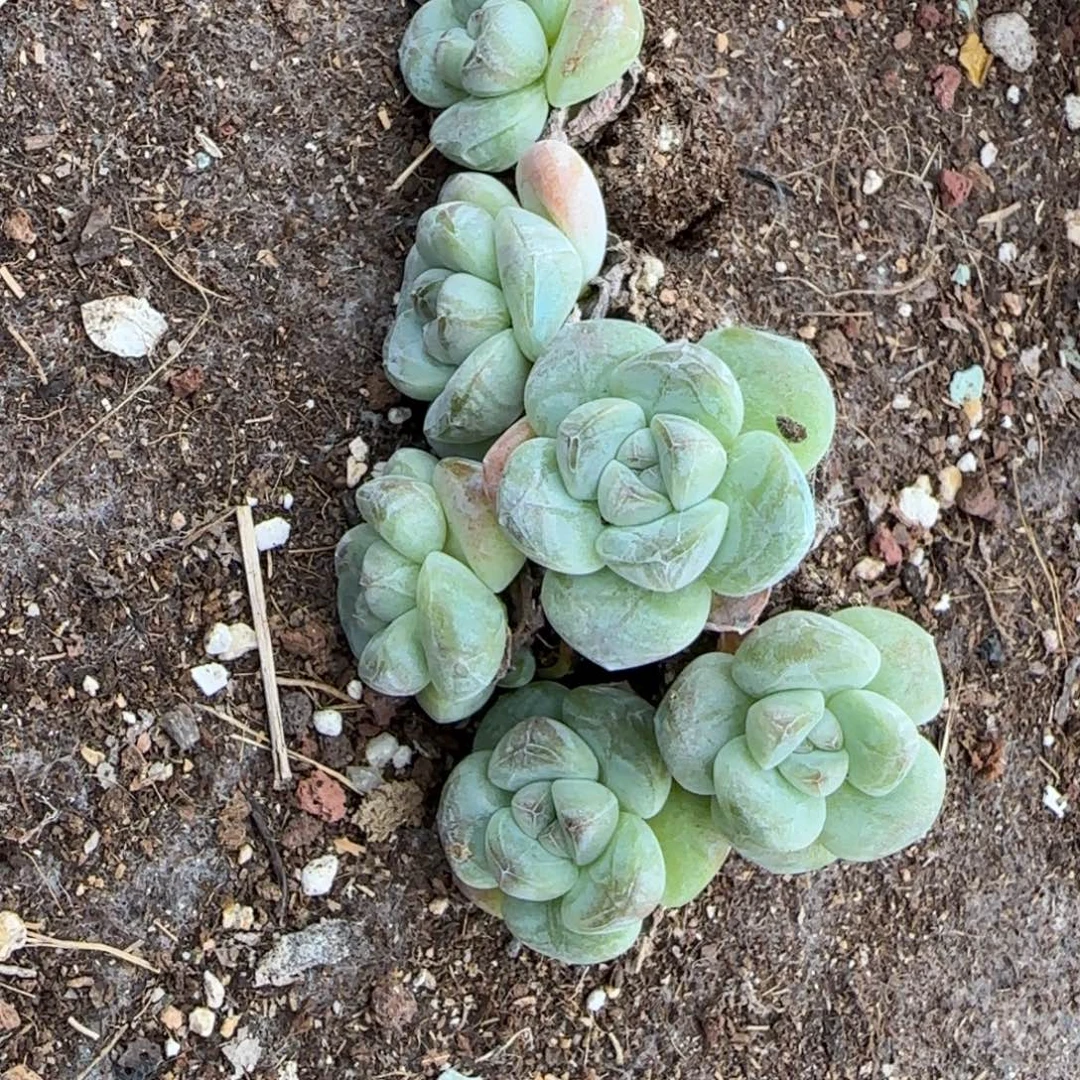 小卡拉米糖心一物一拍8-241