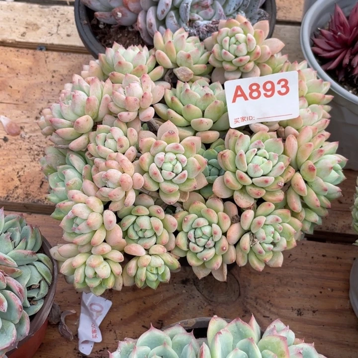 哈哈哈哈哈哈哈哈哈893