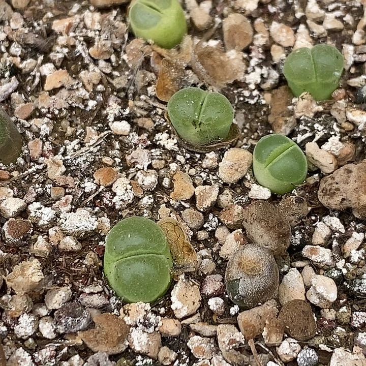 Y400极窗风铃3大3小
