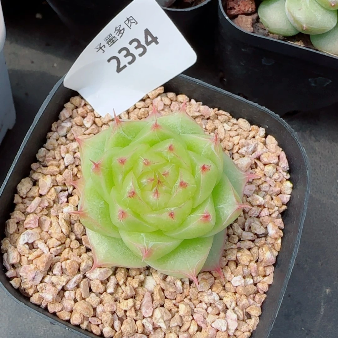 奶油，2334多肉植物