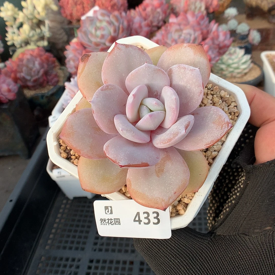 433奶茶多肉植物666666