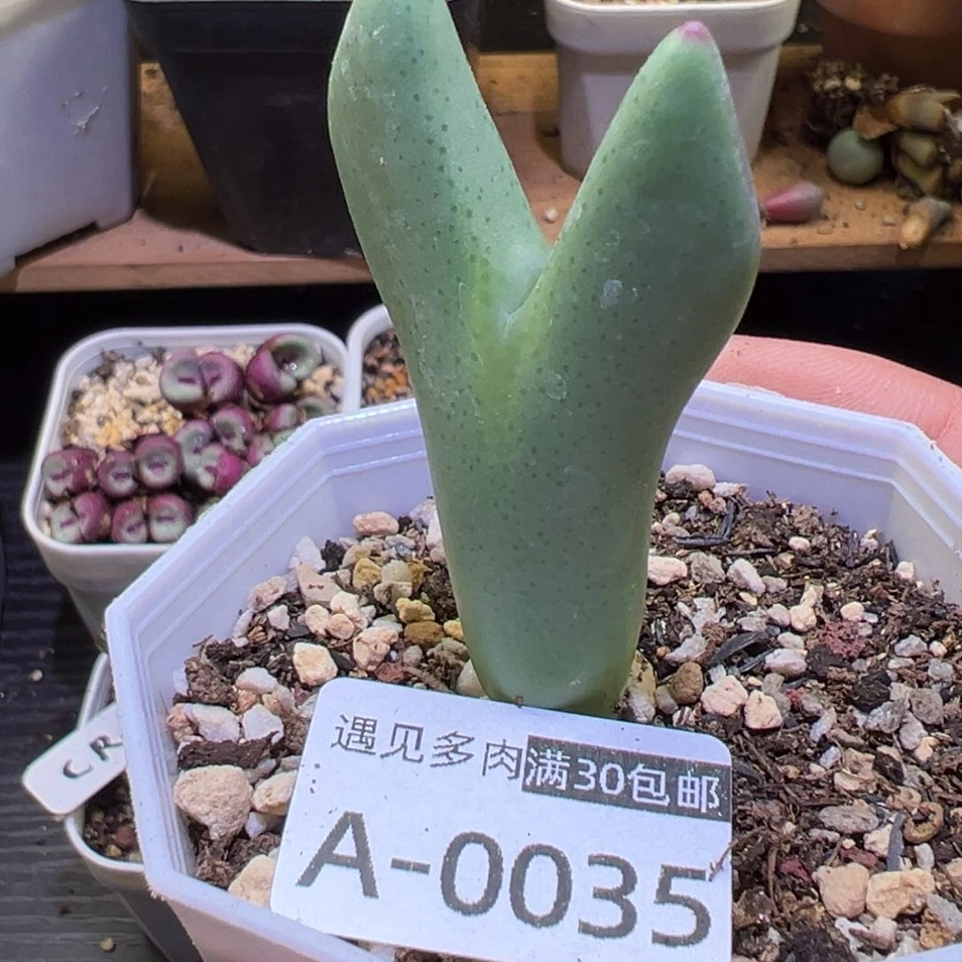 多肉植物111111111111