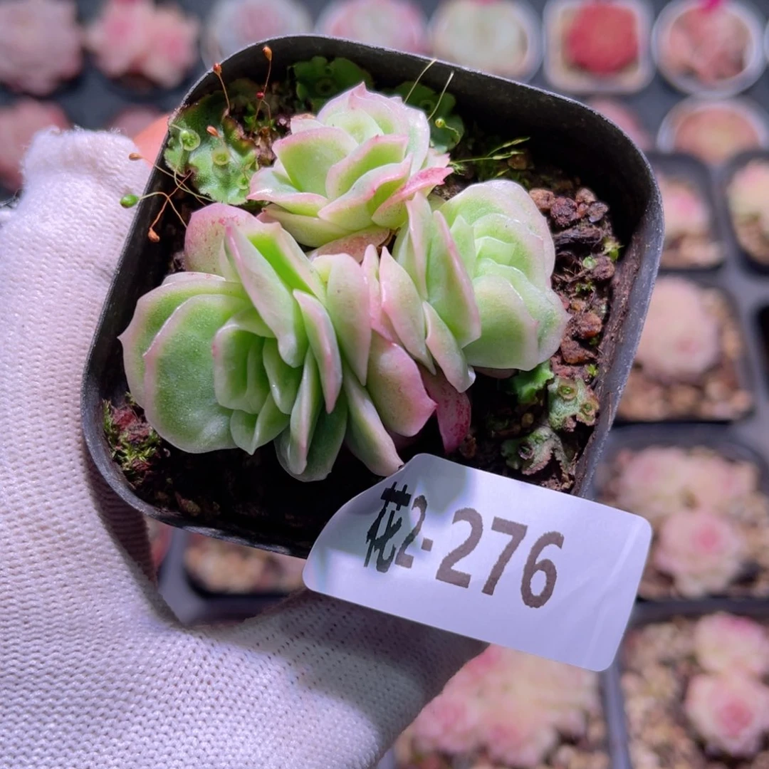 花01-276冰玫瑰锦