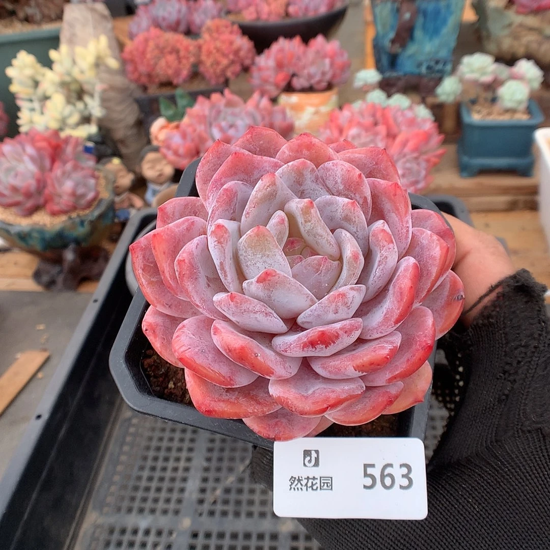 563雪天使多肉植物6666