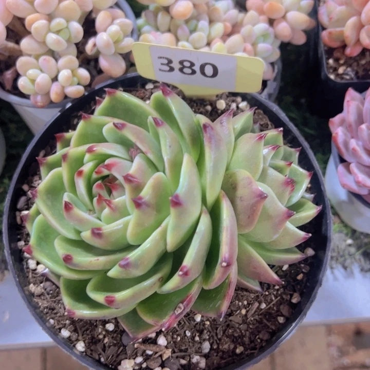 健健康康平平安安