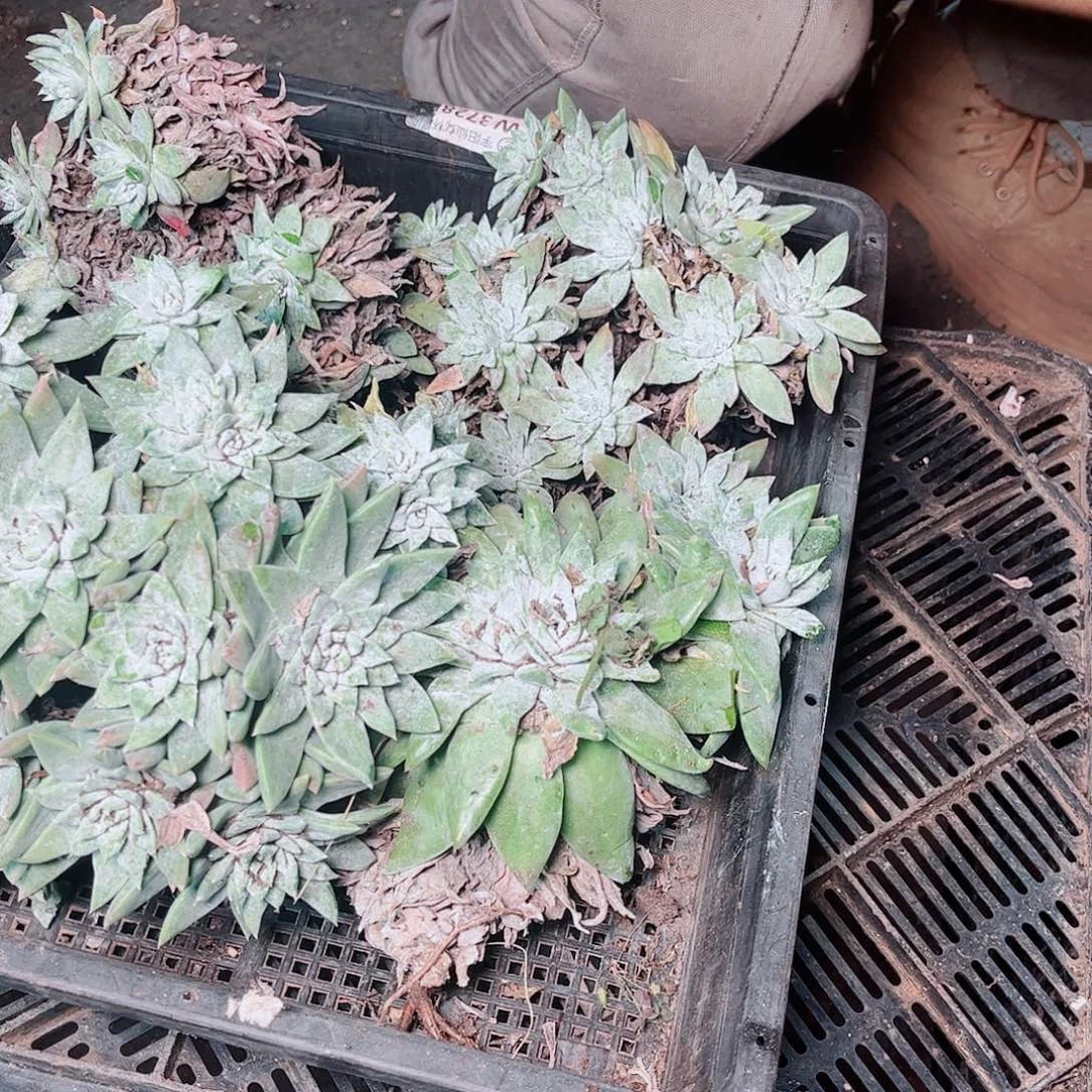 5380狂拍瑕疵不售后