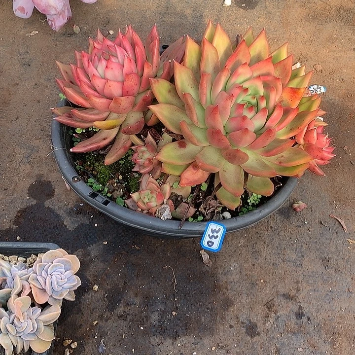 330弗兰克 一物一拍多肉