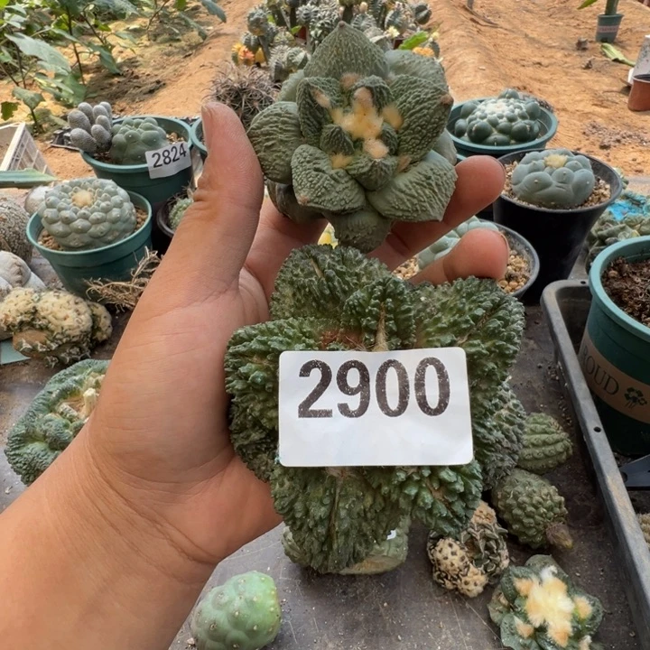 纠***歌牡丹仙人球 2900-2957