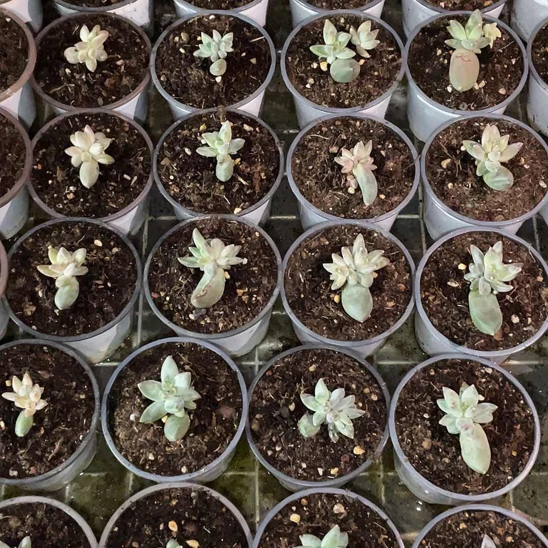 这样我会觉得自己好雪戴丽