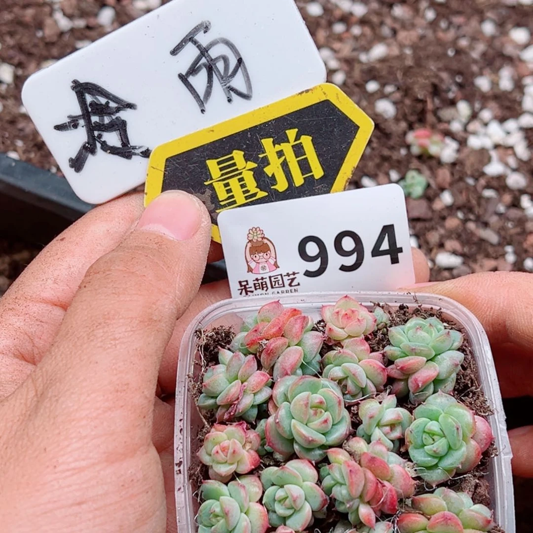 当前无花朵，栽培后可花朵