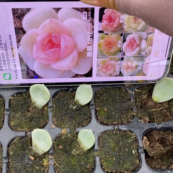 晚晴812芽苗一个多肉