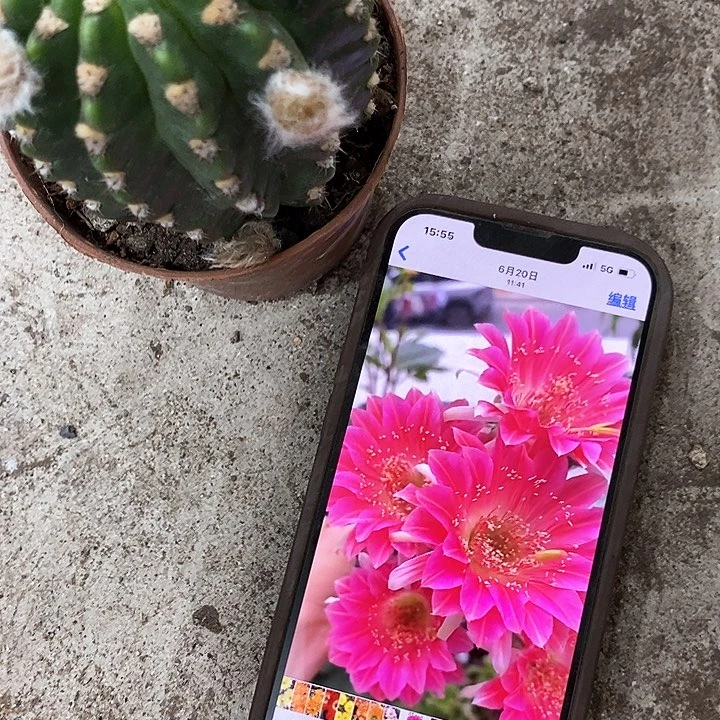 阿尔特纳，6-10公分左右