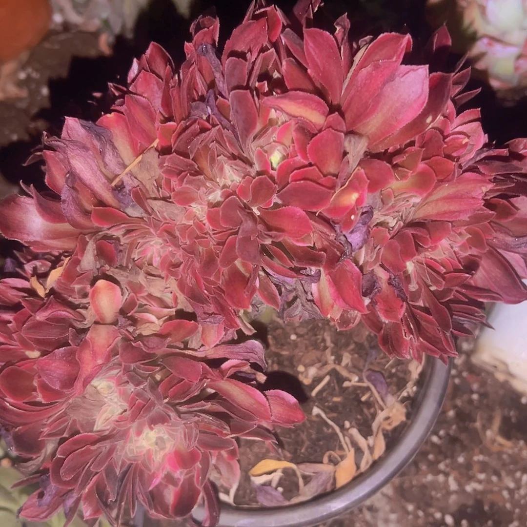 法师追9.99一盆花