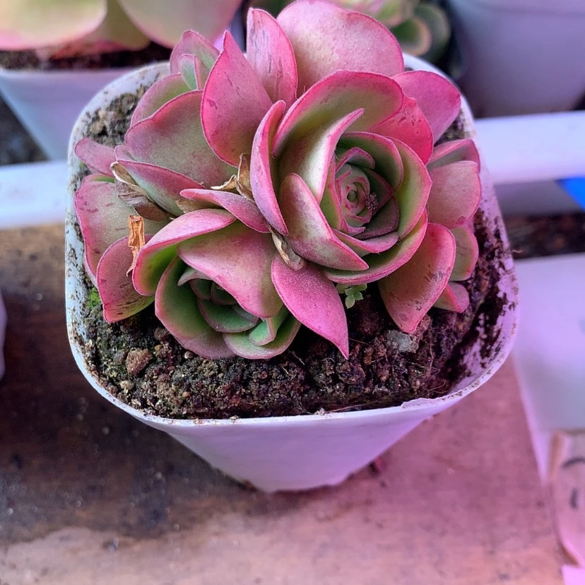 【闪购商品】阴****孤品G23