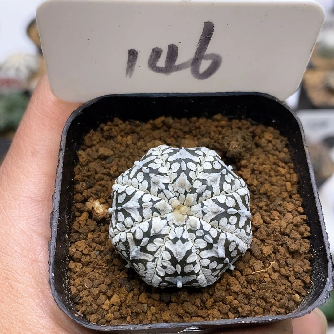 开播时间周一晚上特价款