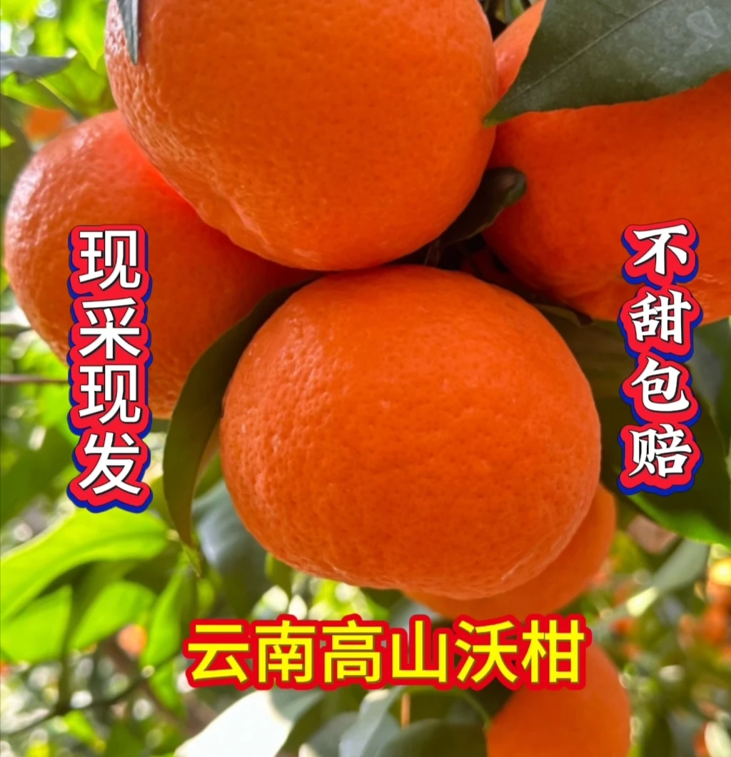 云南大理高山橘子沃柑现采现发，甜度高，水份足