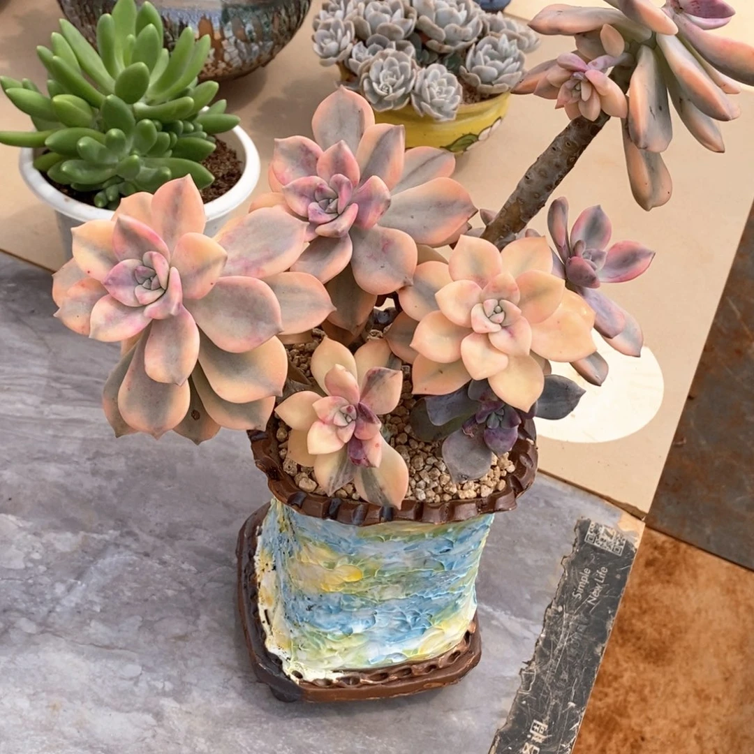 紫了锦群生多肉多肉1199